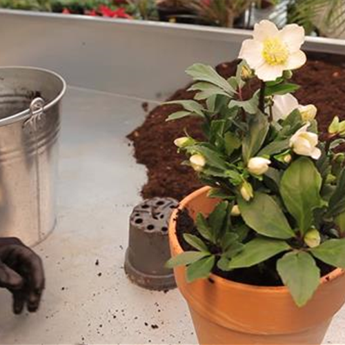 Gartenwelt Gärtnerei Großkopf