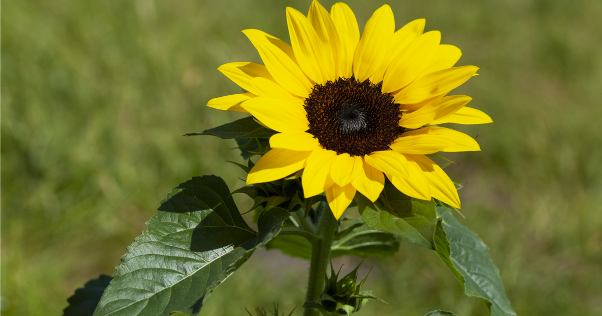 Sonnenblume richtig einpflanzen Gärtnerei Großkopf