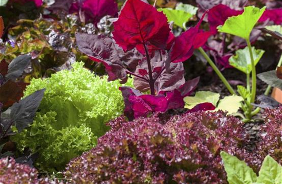 Das Blumenbeet: Blütenmeer im Garten