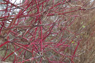 Hartriegel jung halten