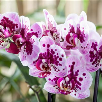 Die Orchideen-Klassiker