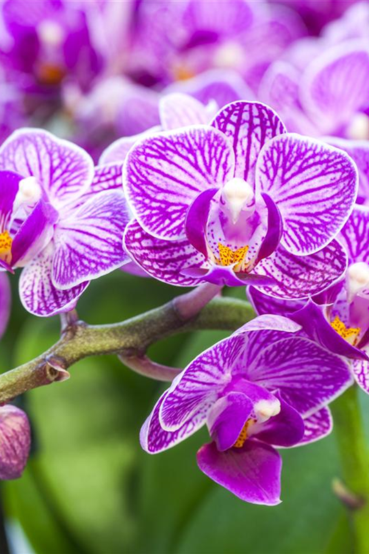 Phalaenopsis, lila-weiß