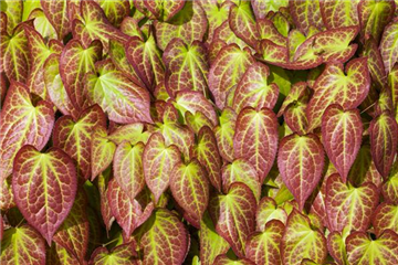 Elfenblume verjüngen