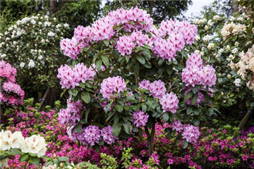 Schwarze Knospen am Rhododendron