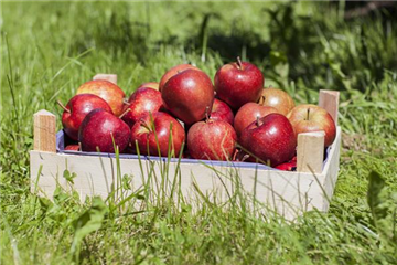 Apfelschorf vorbeugen