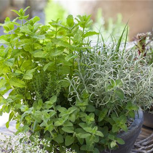 Gartentipps April 2025