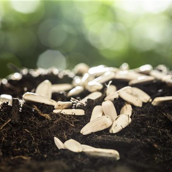 Sämereien richtig gewinnen