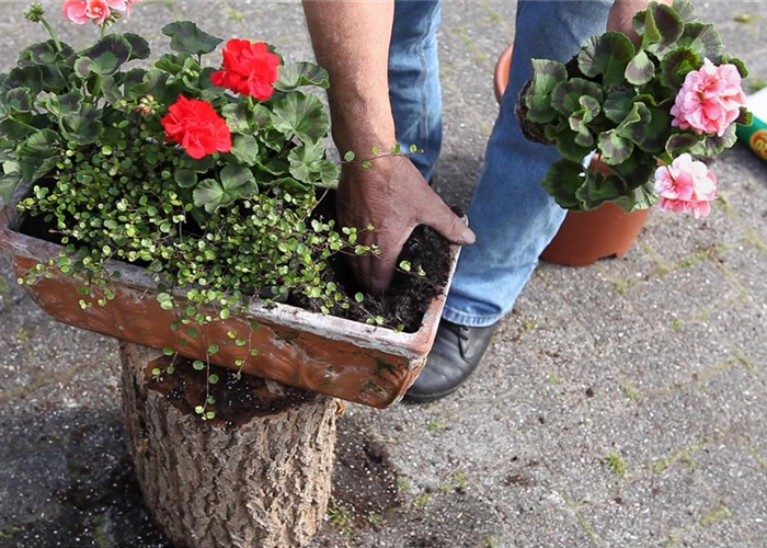 Balkonkasten - Bepflanzen mit mehreren Blumen