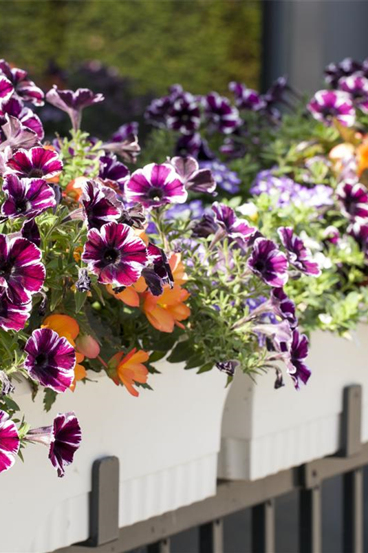 Petunia, zweifarbig