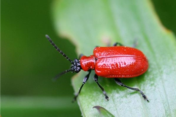 Auf Lilienhähnchen achten
