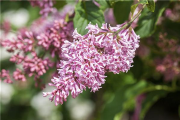 Fliederblüten ausbrechen