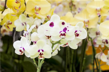 Orchideen: Freilandaufenthalt im Sommer