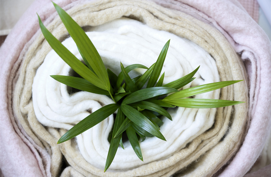 Pflanze des Monats Februar 2026: Goldfruchtpalme