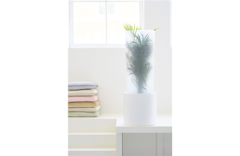 Pflanze des Monats Februar 2026: Goldfruchtpalme