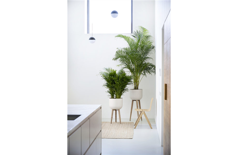 Pflanze des Monats Februar 2026: Goldfruchtpalme