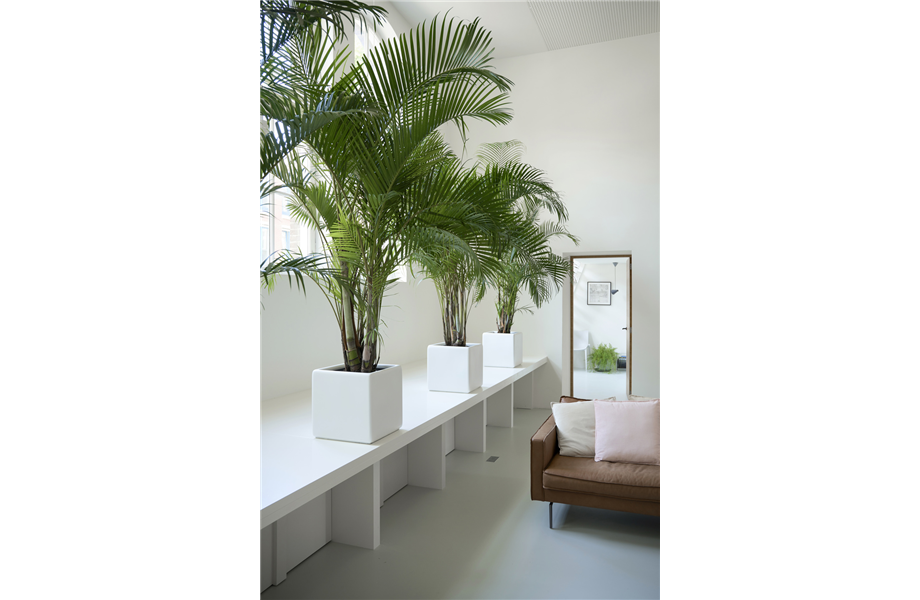 Pflanze des Monats Februar 2026: Goldfruchtpalme