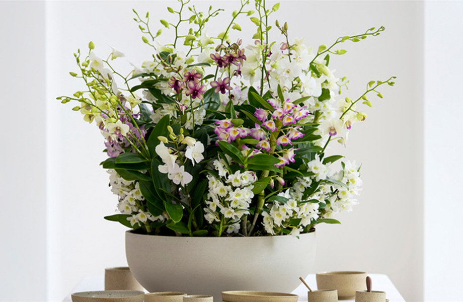 Pflanze des Monats März 2026: Dendrobium