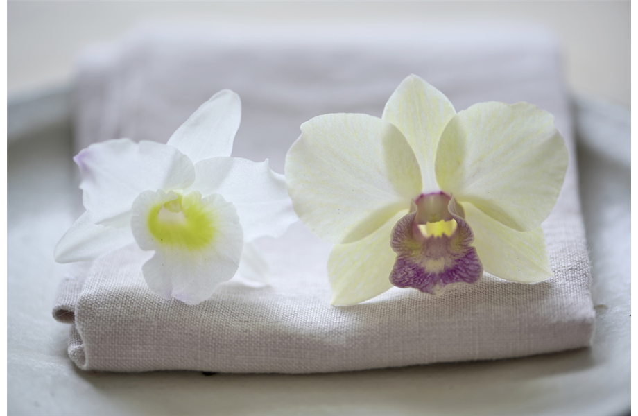 Pflanze des Monats März 2026: Dendrobium