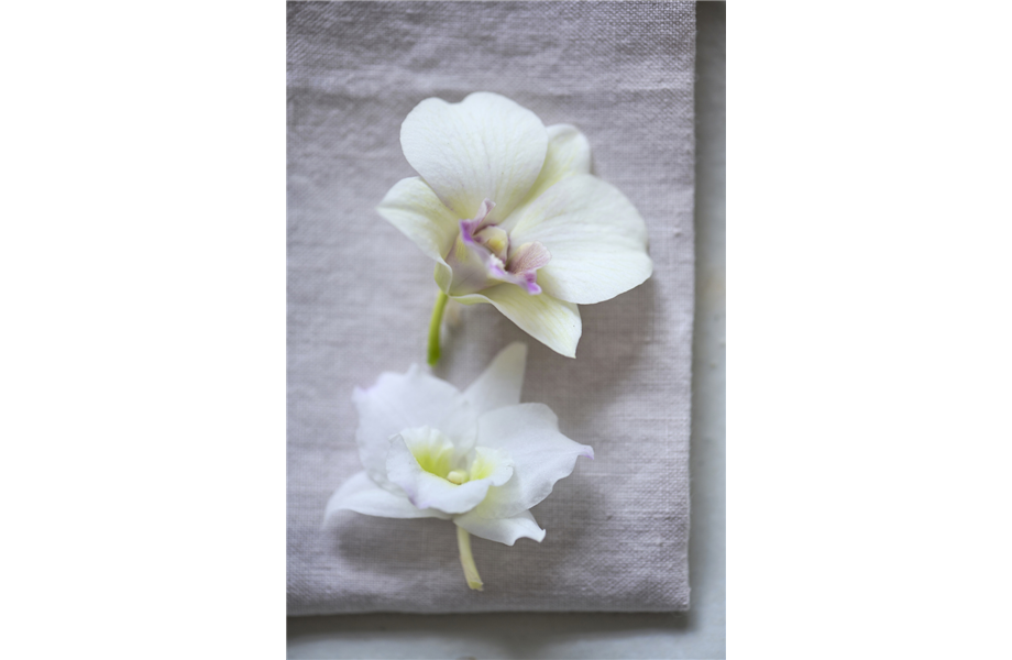 Pflanze des Monats März 2026: Dendrobium