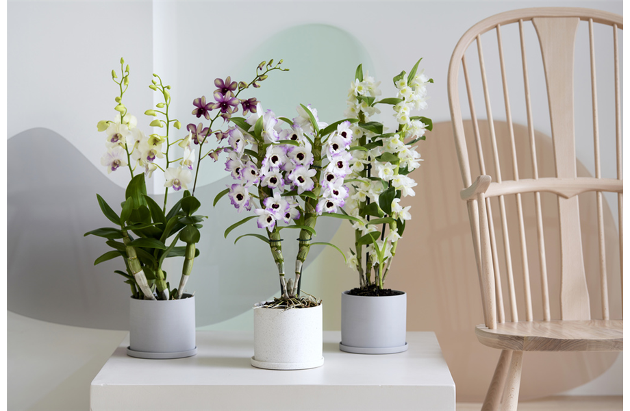 Pflanze des Monats März 2026: Dendrobium