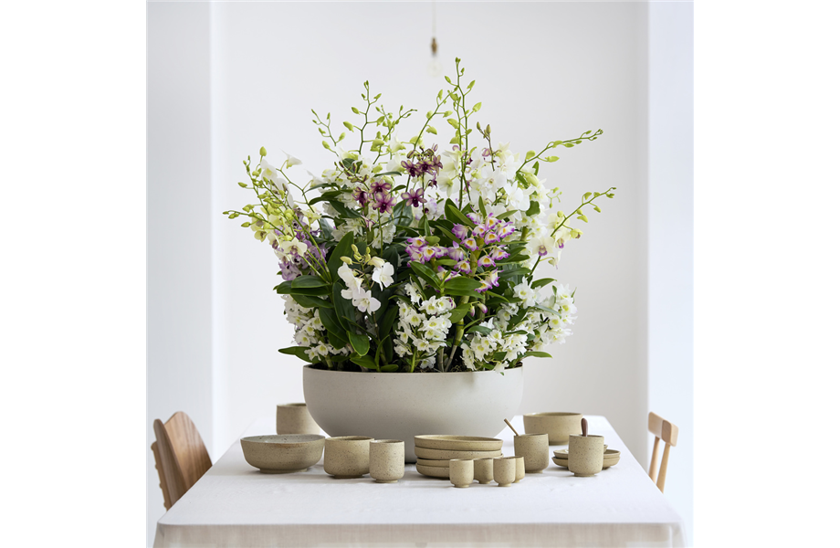 Pflanze des Monats März 2026: Dendrobium