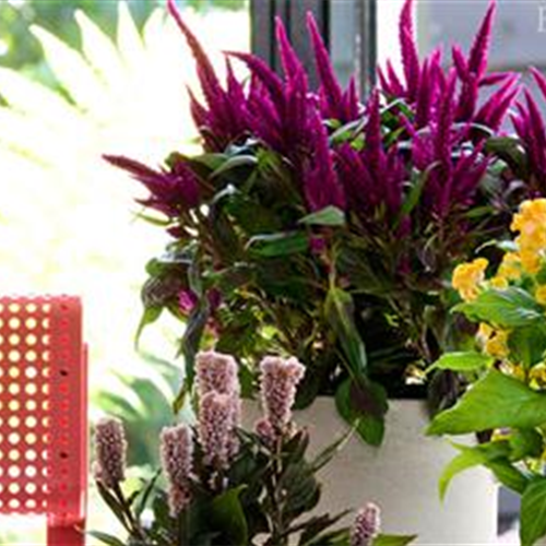 Pflanze des Monats Juli 2026: Celosie