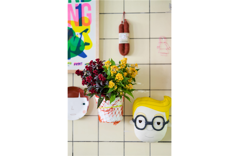 Pflanze des Monats Juli 2026: Celosie