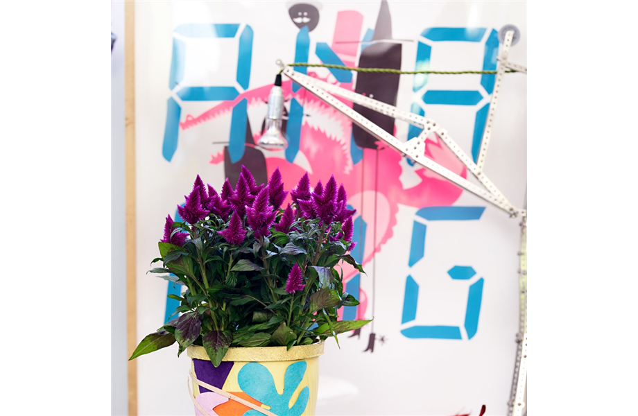 Pflanze des Monats Juli 2026: Celosie