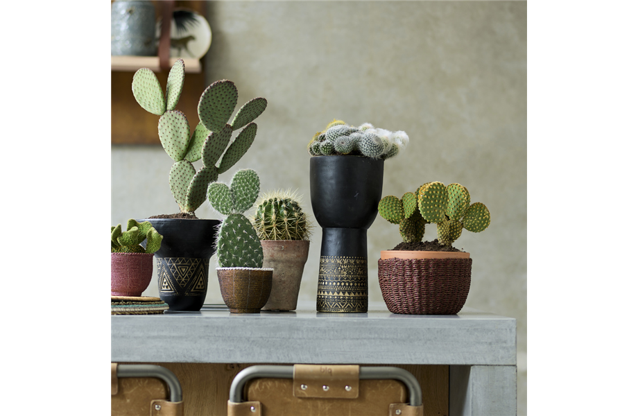 Pflanze des Monats August 2026: Kaktus