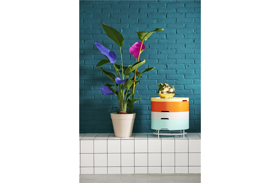 Pflanze des Monats September 2026: Strelitzie