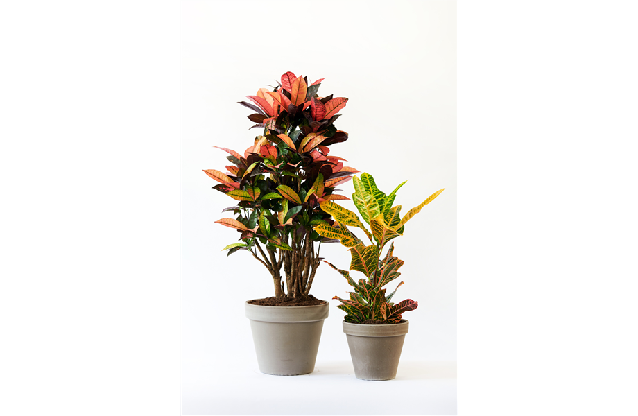 Pflanze des Monats Oktober 2026: Kroton