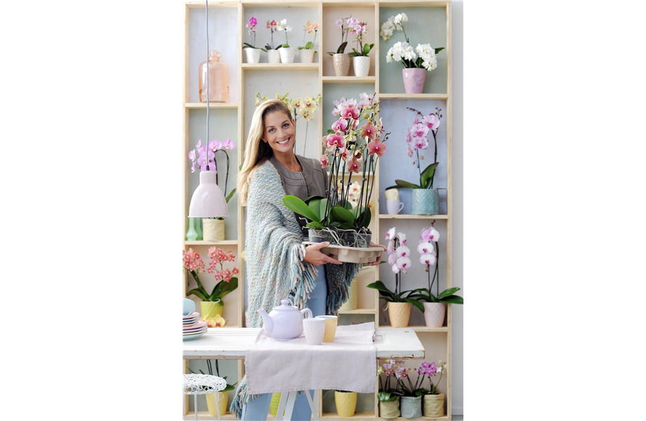 Pflanze des Monats Januar 2026: Phalaenopsis