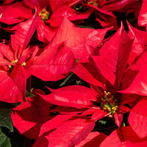 Gartenkalender November 2026