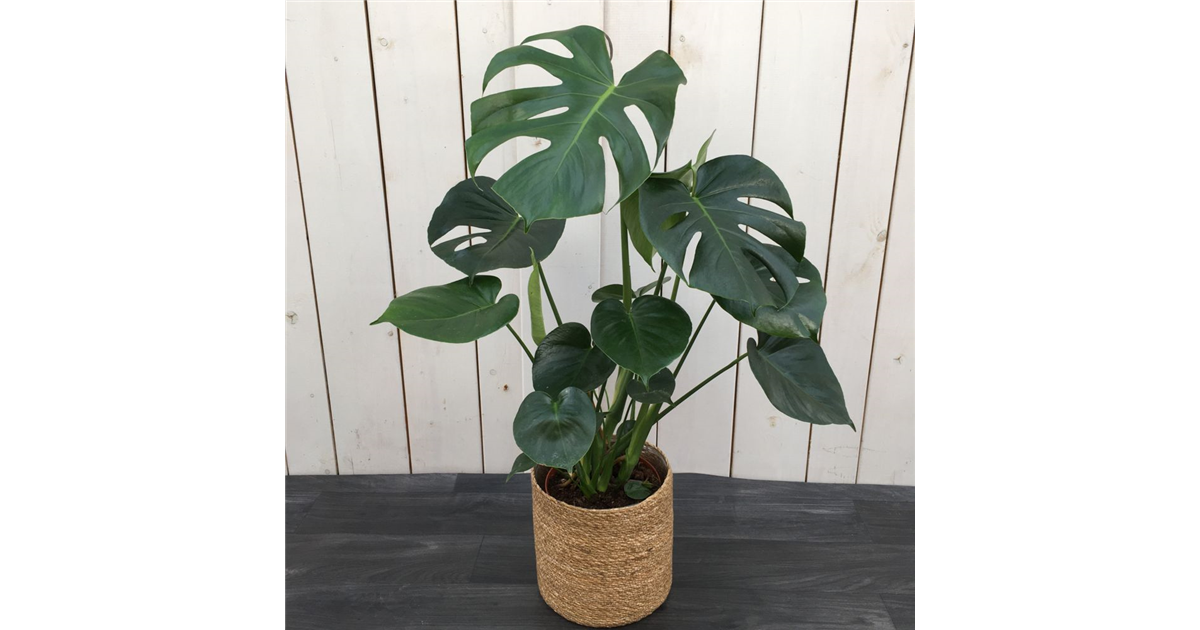 philodendron anisotomum Filodendron anisotomum  Secret Garden Plant Shop
