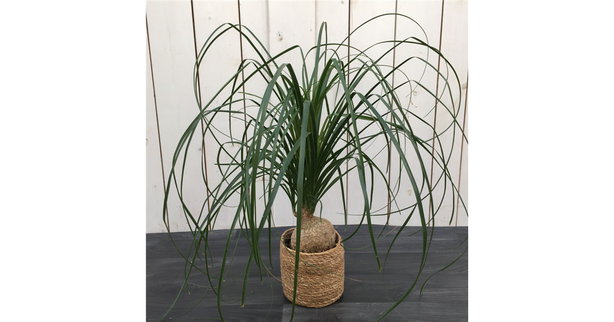 philo burle marx variegata PHILODENDRON BURLE MARX VARIEGATA kaufen bei potflourri main image 0