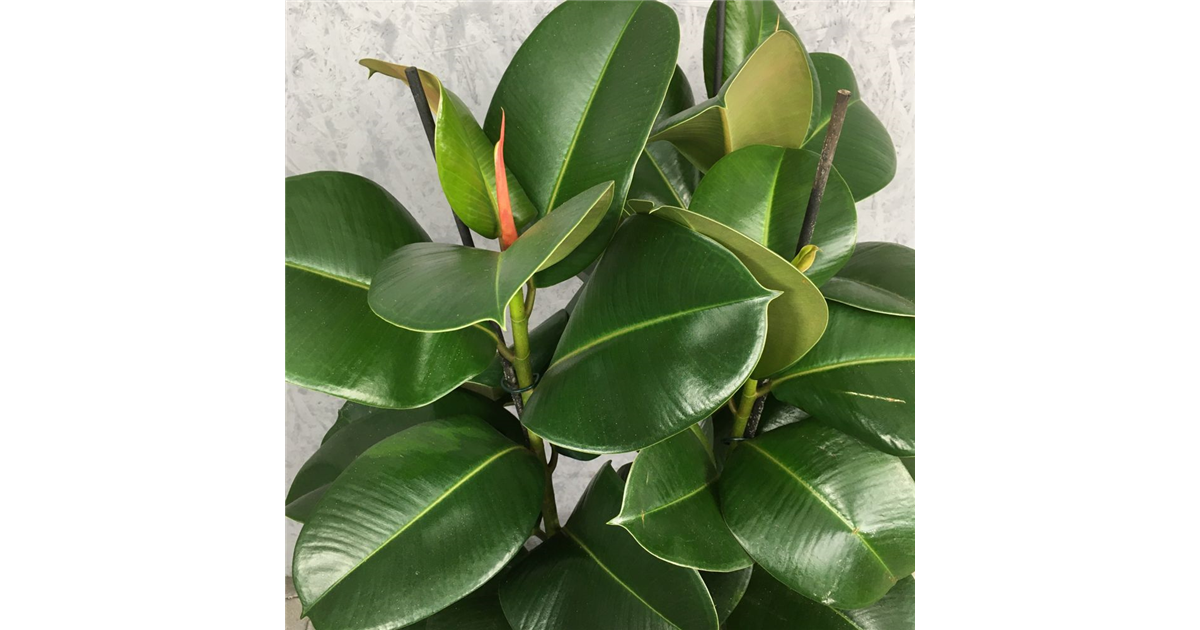 Ficus elastica "Chloe", Gummibaum, 27cm Topf - Grtnerei Grokopf