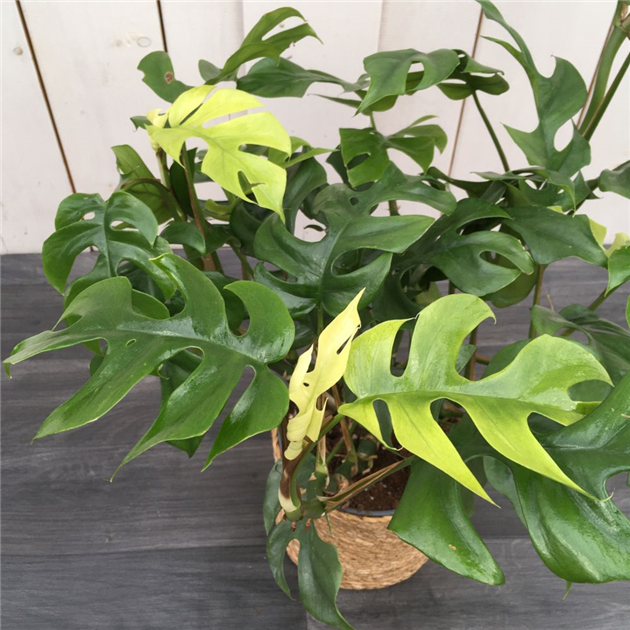 philodendron philodendron Philodendron Heart Leaf in Trellis, Live Sweetheart Plant
