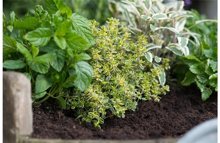 Frische Kräuter selbst anbauen