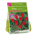 DBIA-Zwiebeltuetchen-Tulpe-Rotkaeppchen-10.jpg