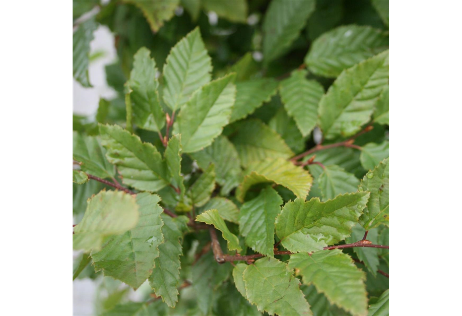 Carpinus betulus, ver. Größen