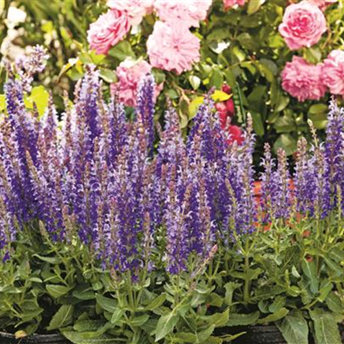 Das Buffet für Insekten!