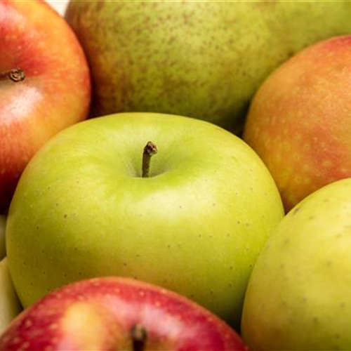 Apfelbaum