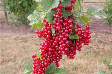 Johannisbeeren