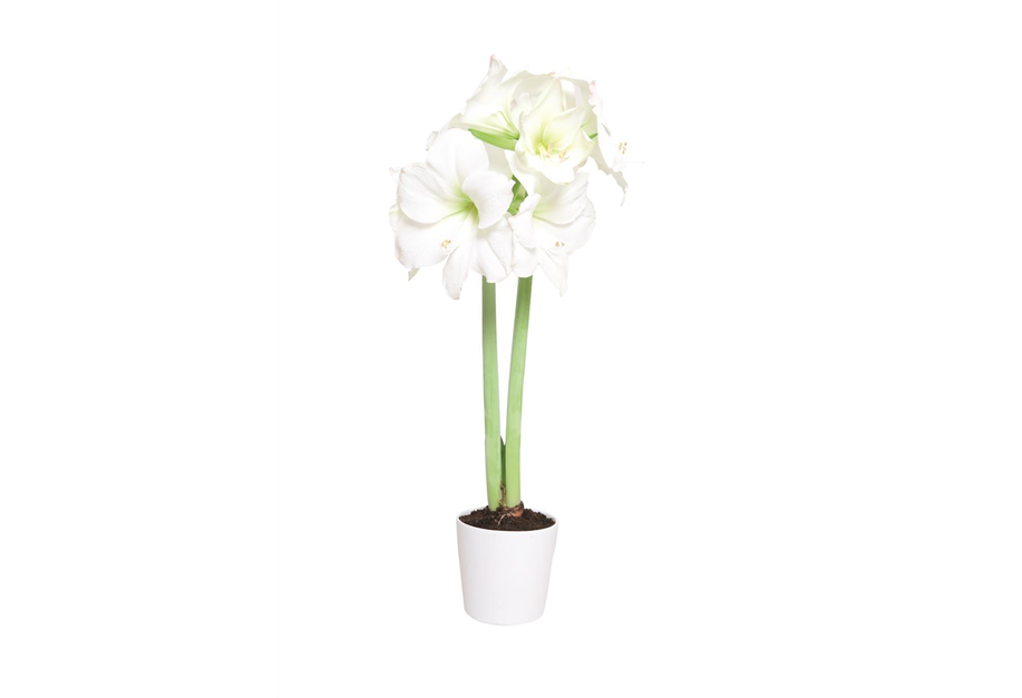 Hippeastrum-Hybride