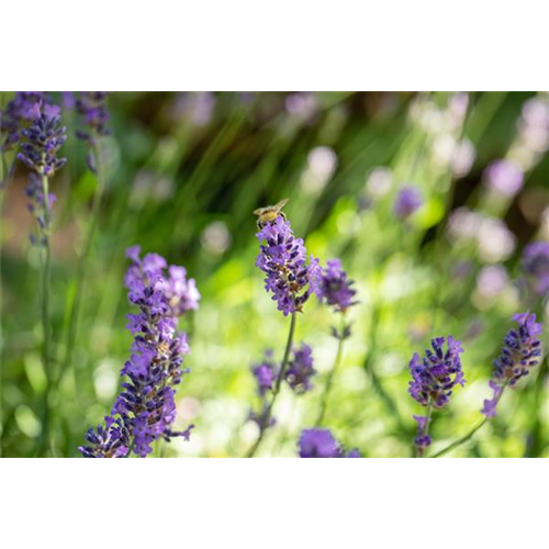 Gartenkalender Juli 2026