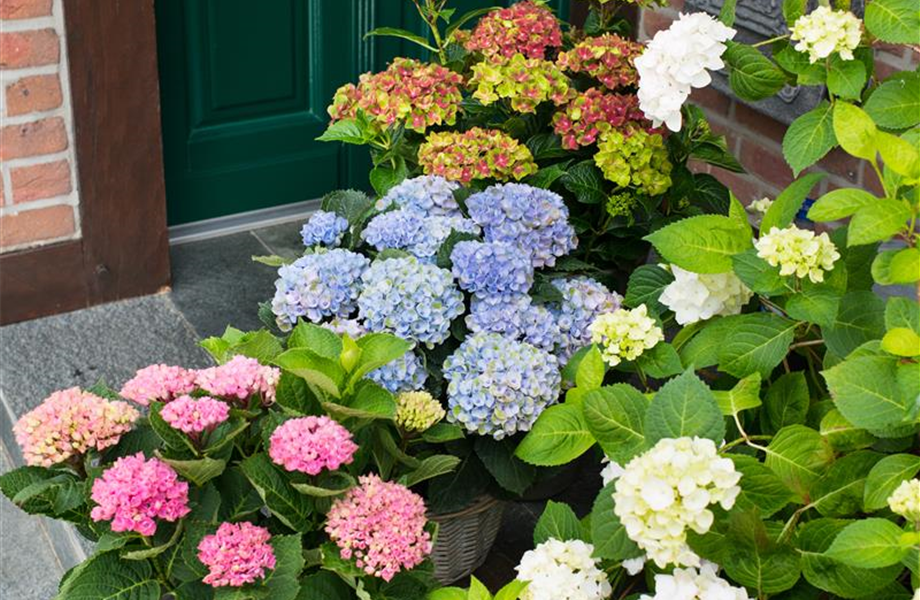 Gartentipps im August