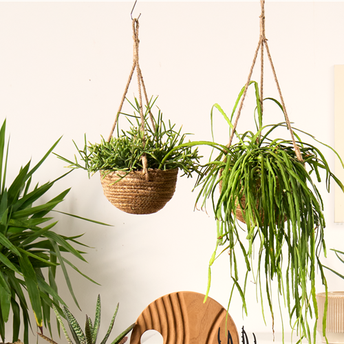 Pflanze Oktober 2025: Erfrischende Zimmerpflanzen