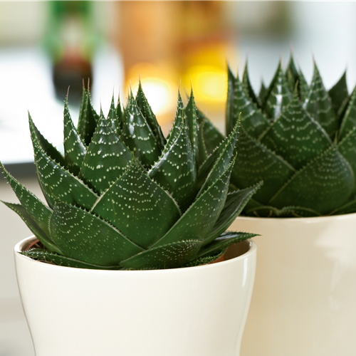 Pflanze August 2025: Aloe