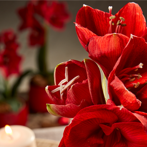 Pflanze Dezember 2025: Amaryllis