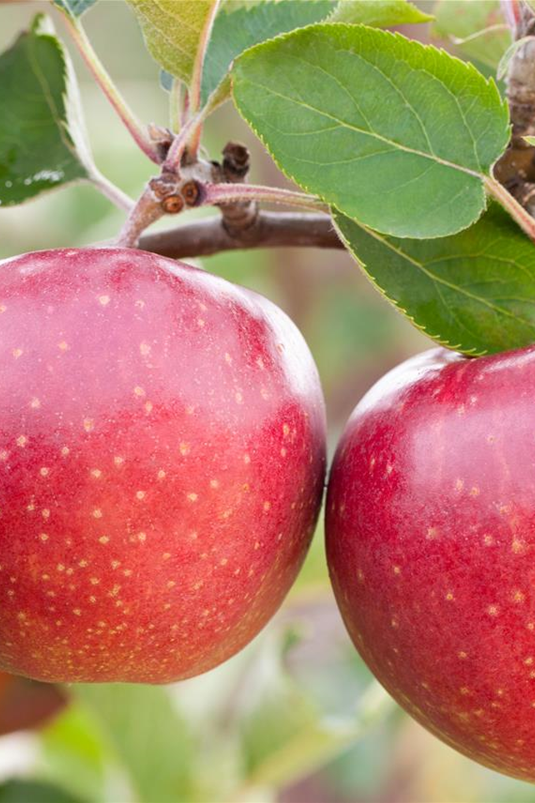 Malus domestica 'Jonagold'